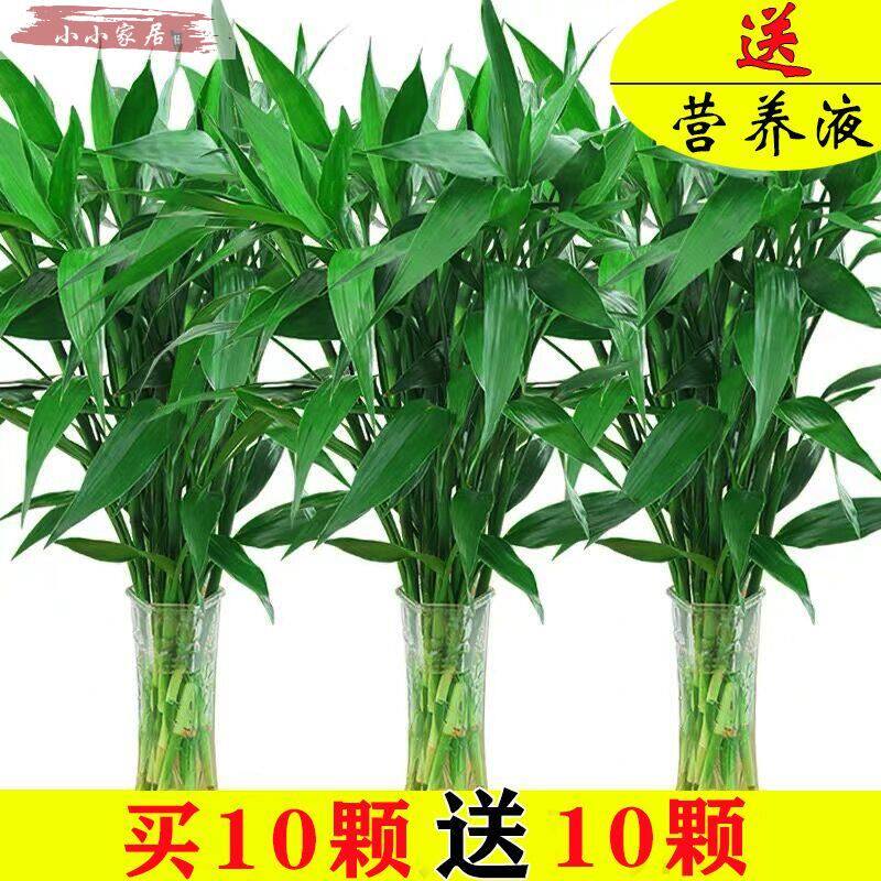 [USD 6.72] Fugui bamboo 4 thick large bamboo with root Guanyin ...