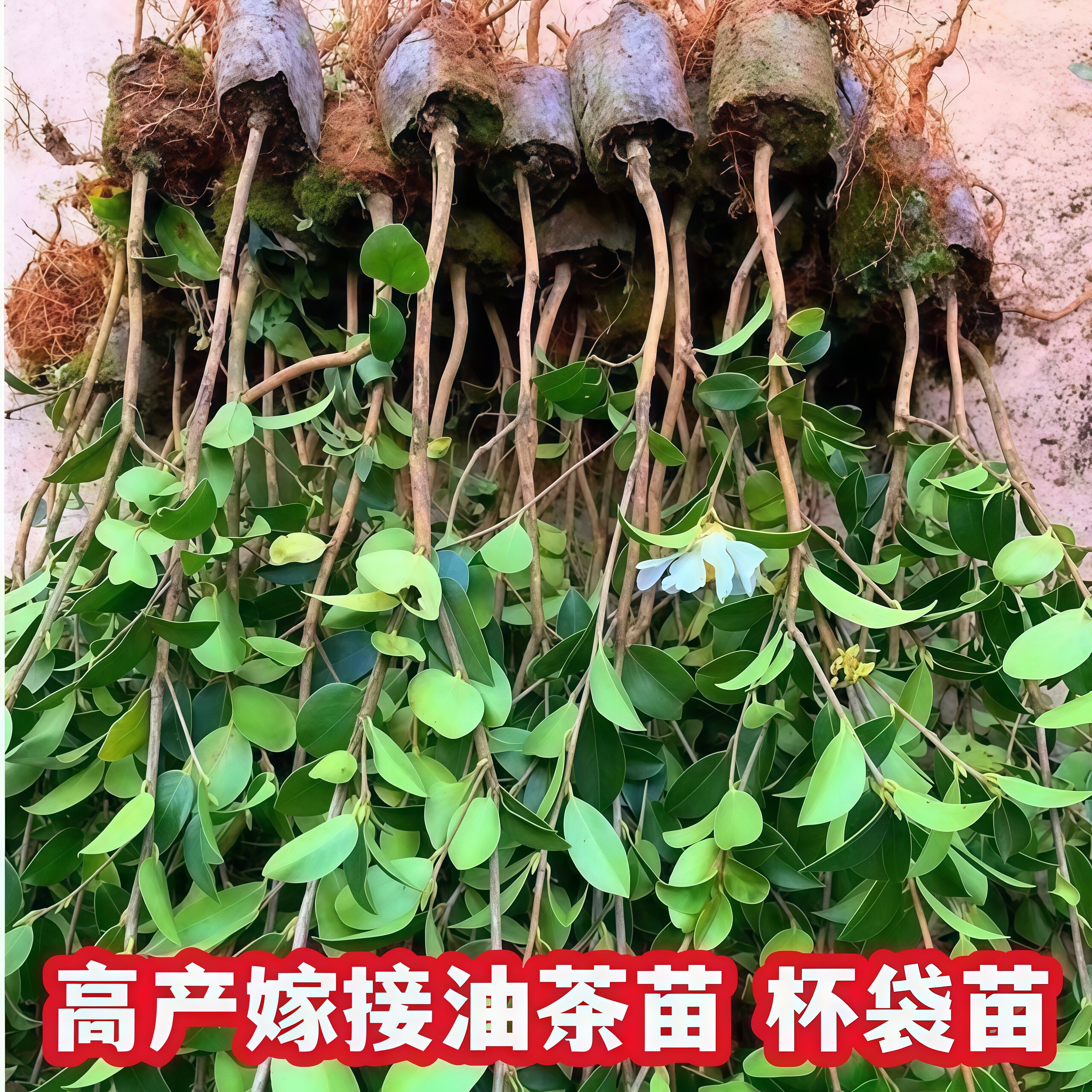 赣湘油茶定点培植基地的LOGO