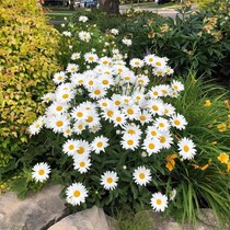 Large Side Chrysanthemum Seed Seeds Season Sowing Flowering is an indoor outdoor patio flower seed suitable for spring species