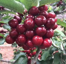 Shandong Sami desanding honey bean Rabins black pearl red light Big cherry seedlings Cherries were grafted on the fruit tree of the year