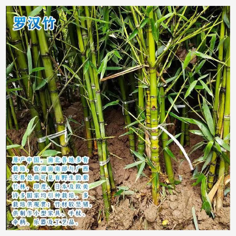 Garden villa, bamboo courtyard, pastoral flower wall, bamboo forest, large seedlings, superfine vegetable garden, large-scale bamboo seedlings, succulent leaves