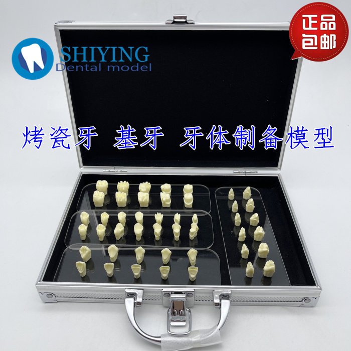 牙科 烤瓷牙 基牙制备示范模型 牙齿修复嵌体冠全冠窝洞形态 7029