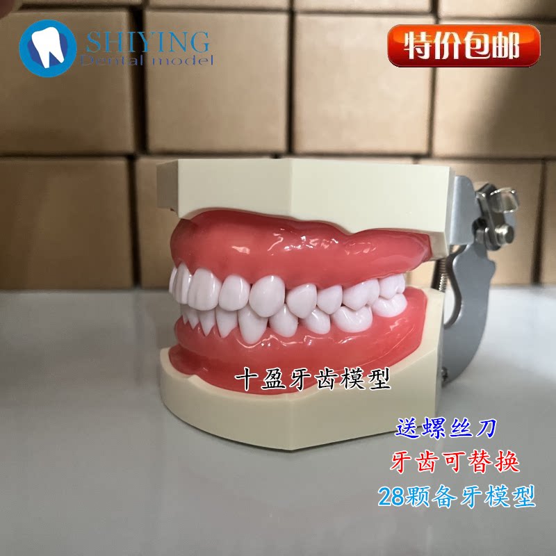 牙齿模型 口腔牙科模具医生练习考试树脂缝可拆卸离体标准假备牙