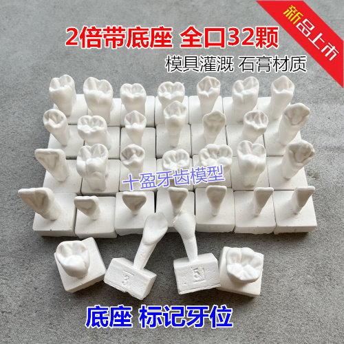 牙科口腔石膏牙全口32颗2倍带底座石膏牙模型教学练习雕刻石膏牙