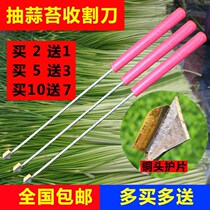 A tool for the extraction of garlic moss and garlic moss to beat the garlic Taser with a quick plucked garlic bolting and garlic tunes to harvest the knife