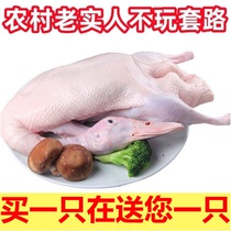 Fresh 2 ducks whole duck fresh ingredients frozen old duck meat white-striped native duck Muscovy duck shelduck commercial use