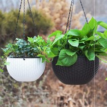 Chanlan Green Ole Flower Pot Plastic Hanging Water Fairy Absorbent Medium Hanging Automatic Hanging Basin Hanging Basin Hanging Basket Flowers
