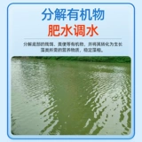 Дно дно воды, вода, настраивающая воду, разложение воды приманки осадка, дно пруда, черно -хрустящая вонючий рыбный пруд