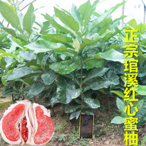 Pinghe red heart honey pomelo seedlings three red honey pomelo seedlings three red pomelo fruit saplings red flesh pomelo seedlings red skin and red flesh