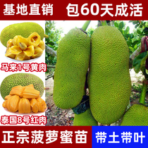 Jackfruit sapling grafted wood pineapple sapling Malaysia No. 1 yellow meat Thailand No. 8 red meat Thailand 12 evergreen in all seasons