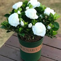 Gardenia Flowers Potted Large Leaf Heavy Petal Peony Gardenia Flowers All Season Blossom Gardenia Flower Seedlings With Flower Bud Hair Strong Aroma Type