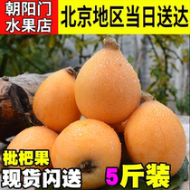 (Ready stock) Yunnan Mengzi loquat fresh loquat fruit 5 pounds fresh large fruit sweet loquat fruit fruit for pregnant women