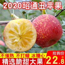  Yunnan Zhaotong fresh ugly apple rock sugar heart Seasonal freshly picked fruit crispy sweet Pingguo wild FCL 10 non-salt source