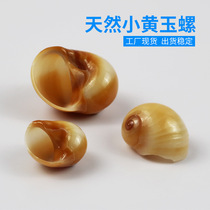 Factory price direct selling natural sea snail shells small yellow jade snag fish tank building with crab replacement shell handmade digy