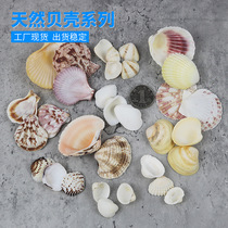 Manufacturer Direct Marketing Natural Shells Sea Snail Seven Colorful Beflower Scallop Fishbowl VIEW DECORATION HANDMADE ACCESSORIES SNOW BAY ONE CATTY
