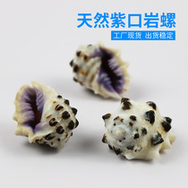 Natural sea snail shells Purple Mouth Rock Spire Home Decoration Fish Tank Building View Creative Pendulum Artisanal Diy Factory Price Direct
