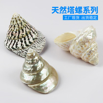Luminous stud Fluorescent Tower Spiro Natural Sea Snail Shells Peeled Sea Snails Shop Window Hem Collection Specimen Snail Source Direct Marketing
