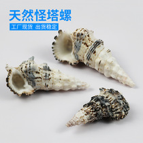 Natural Sea Snail Shell Strange Tower Snail Fish Tank Building View Aquarium Decoration Pendulum Piece Creative Collection Specimen Factory Price Direct