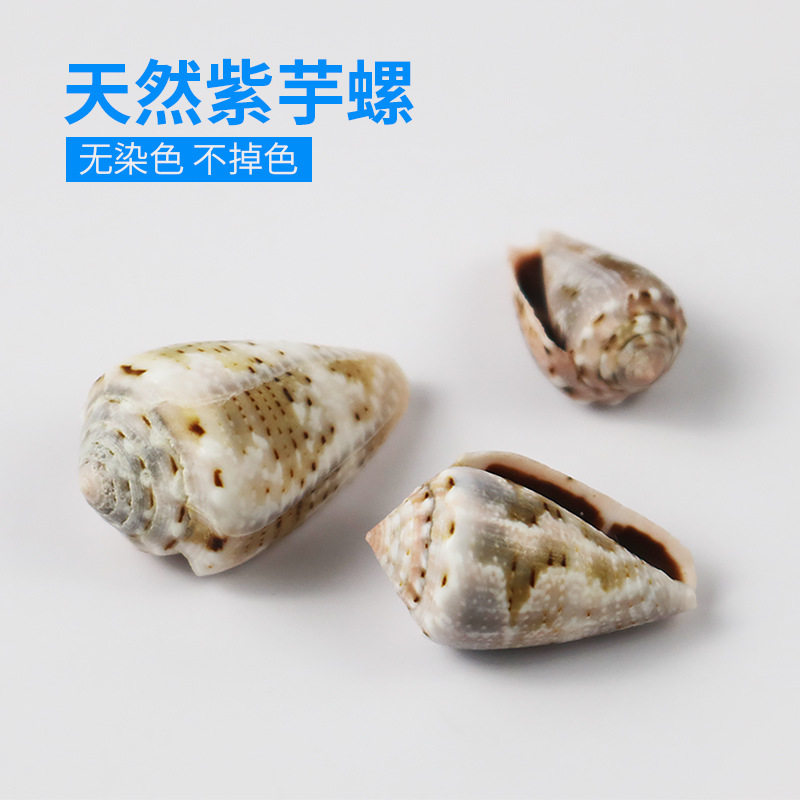 Factory price direct selling natural small conch shell purple taro fish tank landscaping aquarium decoration handmade diy a pound