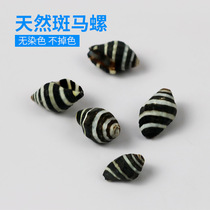 Natural Small Sea Snail Shells Black Spirix Striped Snail Fish Tank Rigging Artisanal Diy Material Rafting Bottle Factory Price Direct