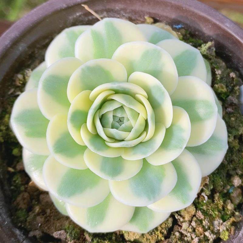富士锦多肉植物，稀有高颜值小贵货，你值得拥有吗？-蟹八件-淘宝好物网