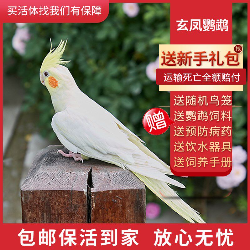Parrot live bird live animal talking real bird pet Xuanfeng young bird bird live ornamental bird bird cage feed