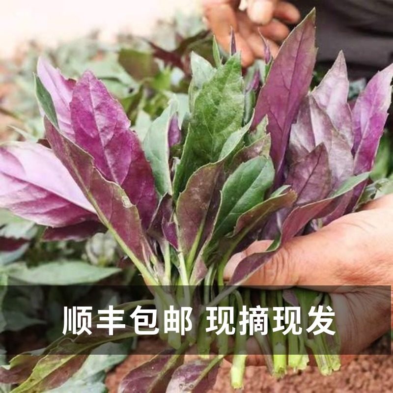 血皮菜:绿色宝藏的功效与作用探析-健康-淘宝百科网