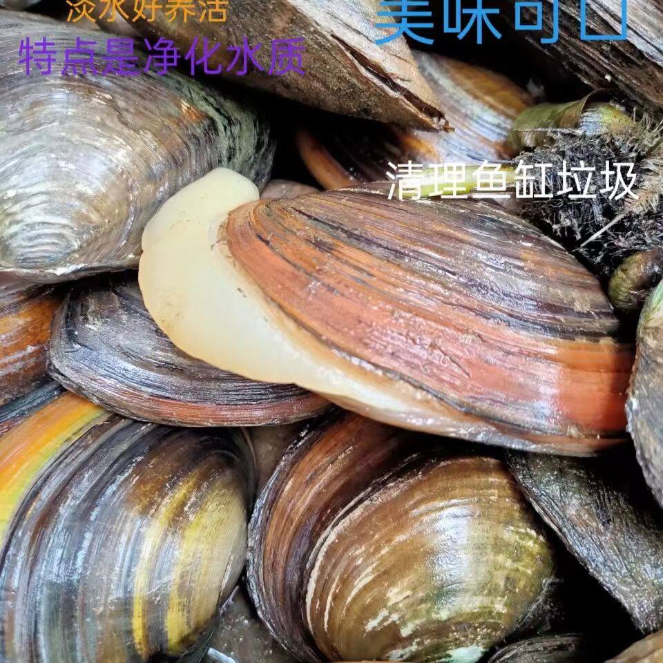 河蚌鲜活野生特大巨无霸怎么挑？2026年净化水质+观赏鳑鲏共生的实操要点有哪些？