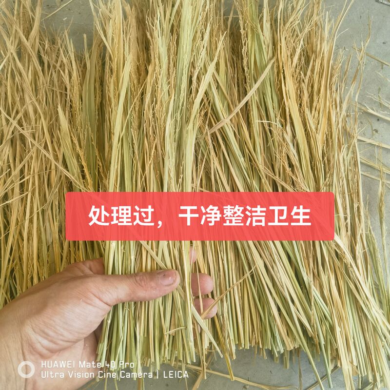 Dry Straw, Grass Stalks, Rice Straw, Rice Stalks for Rabbit Nests, Straw Ropes for Tying Meat, Tying Pigeons, Binding Meat, Tying Zongzi