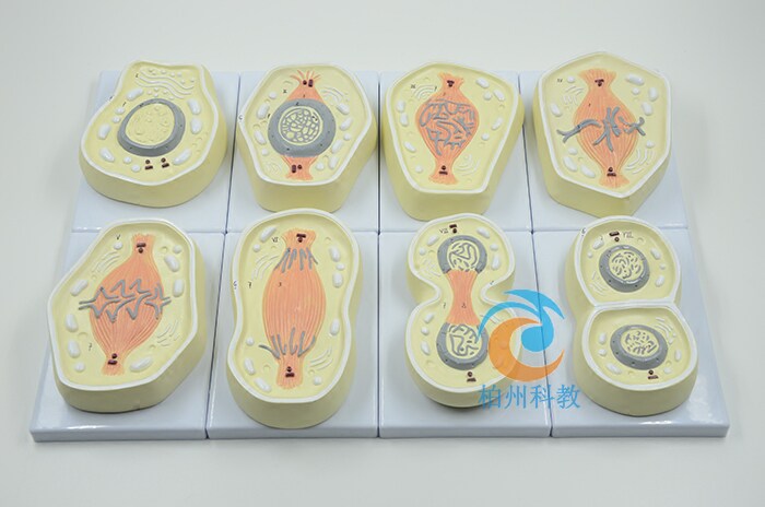 细胞有丝分裂模型生物教具过程教学模具前期中期后期末期