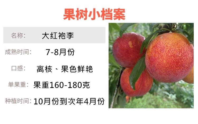 特大离核李子：新时代的庭院水果之星