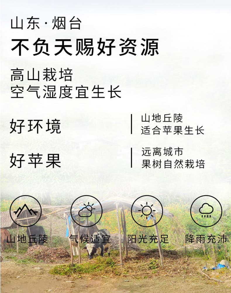 【5斤】烟台红富士脆甜苹果