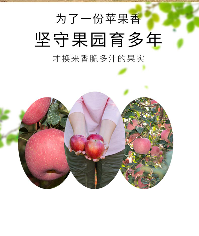 【5斤】烟台红富士脆甜苹果