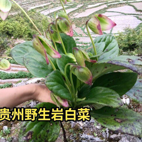 贵州苗山野货