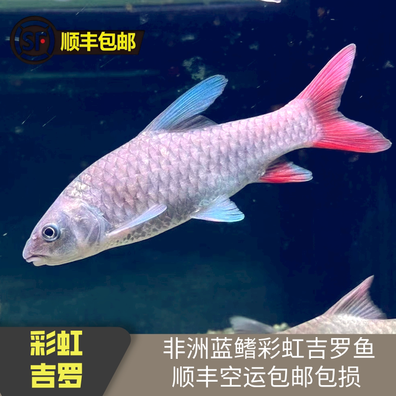 非洲彩虹吉罗新品来袭!稀有吉罗鱼,包邮活体,让你的水族箱瞬间变身彩虹乐园!🌈-鱼-淘宝好物网