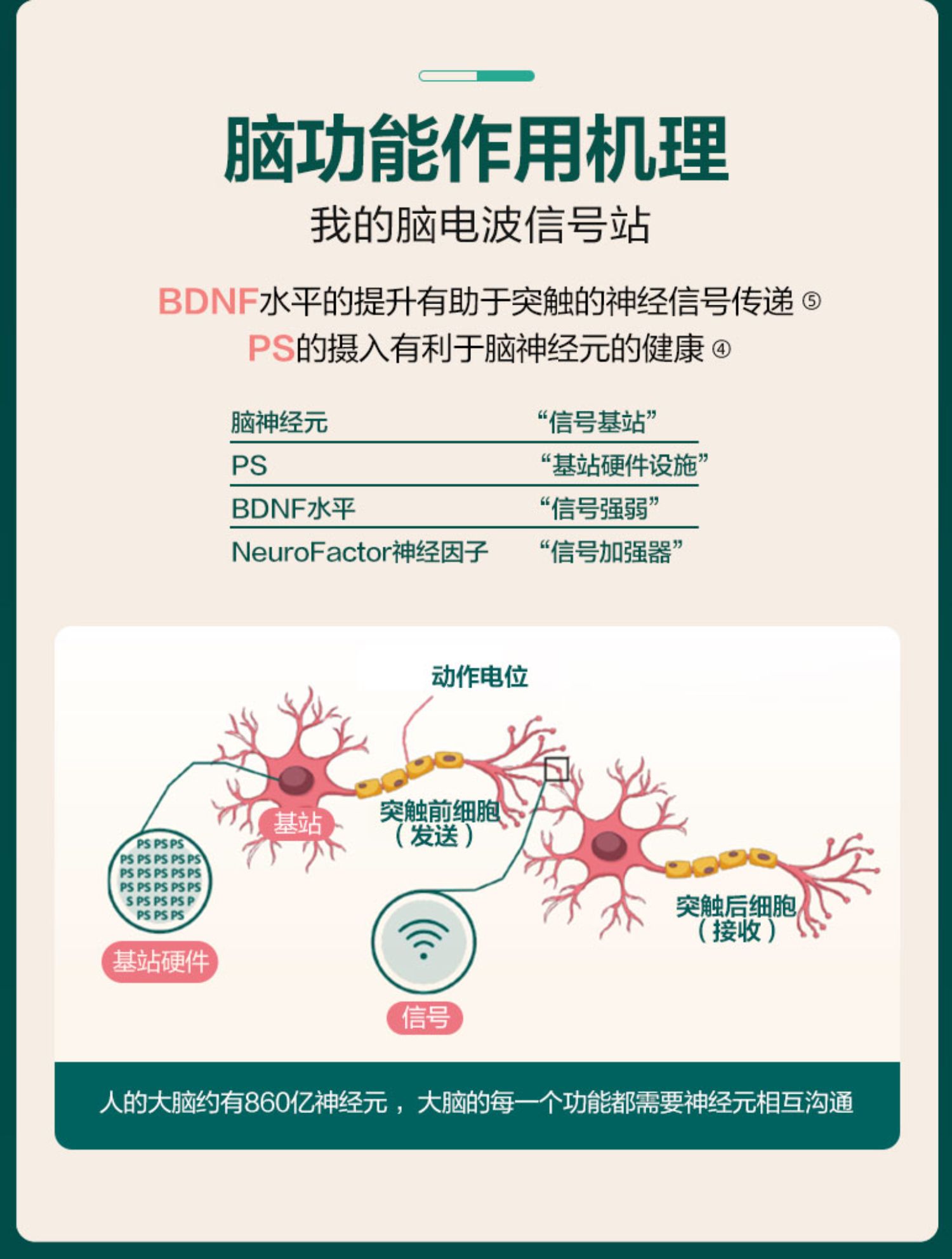 脑动力补脑成人增强脑黄金记忆力