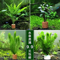 diy sloth water grass fish tank living real water grass aquarium decorated with view water grass green chrysanthemum centipede grass goldfish algae