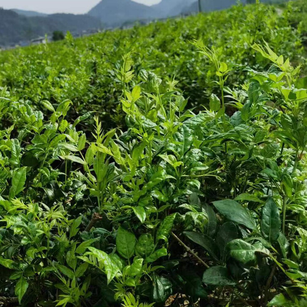湘西土家莓茶
