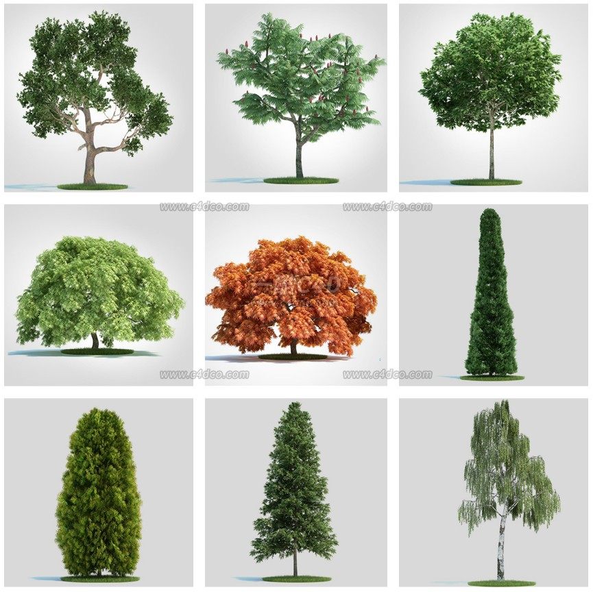 一酷C4D 户外园林植物树木风景观赏绿植3D模型