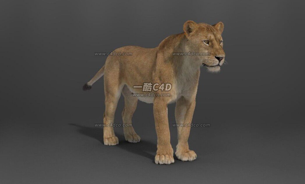 blender成年雌性母狮子动作绑定3D模型