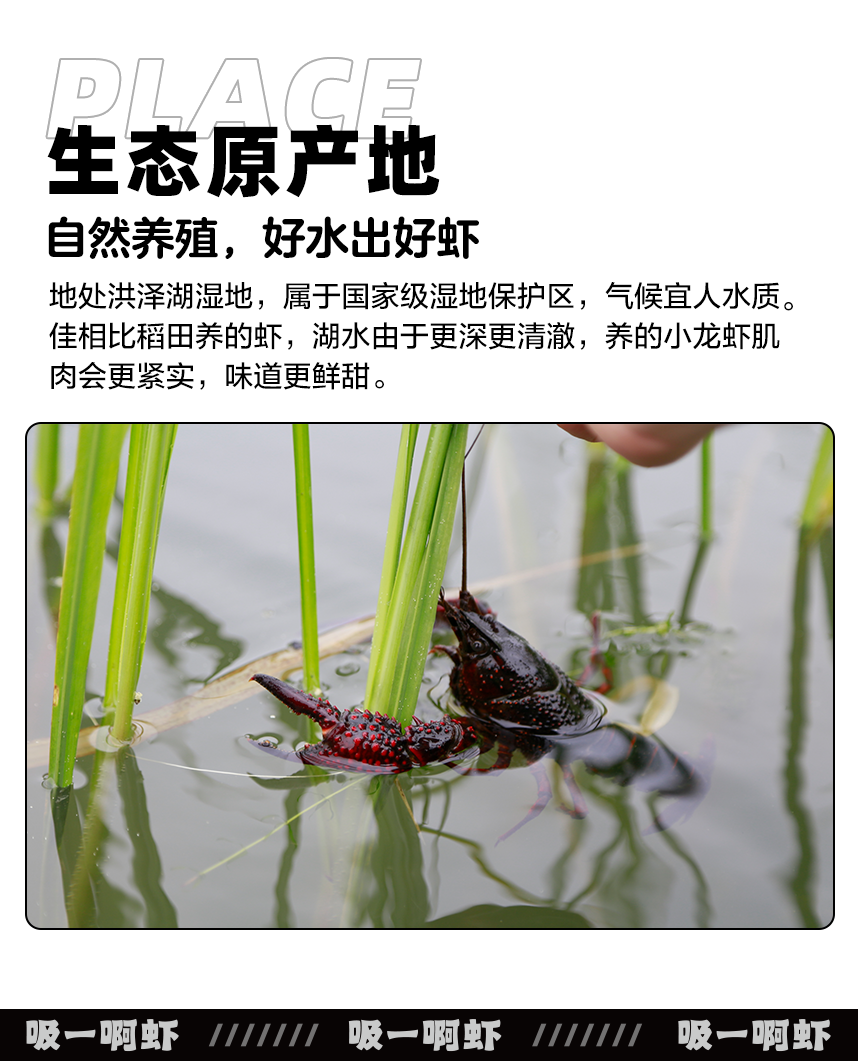 【猫超】吸一啊虾洪湖湿地十三香虾尾