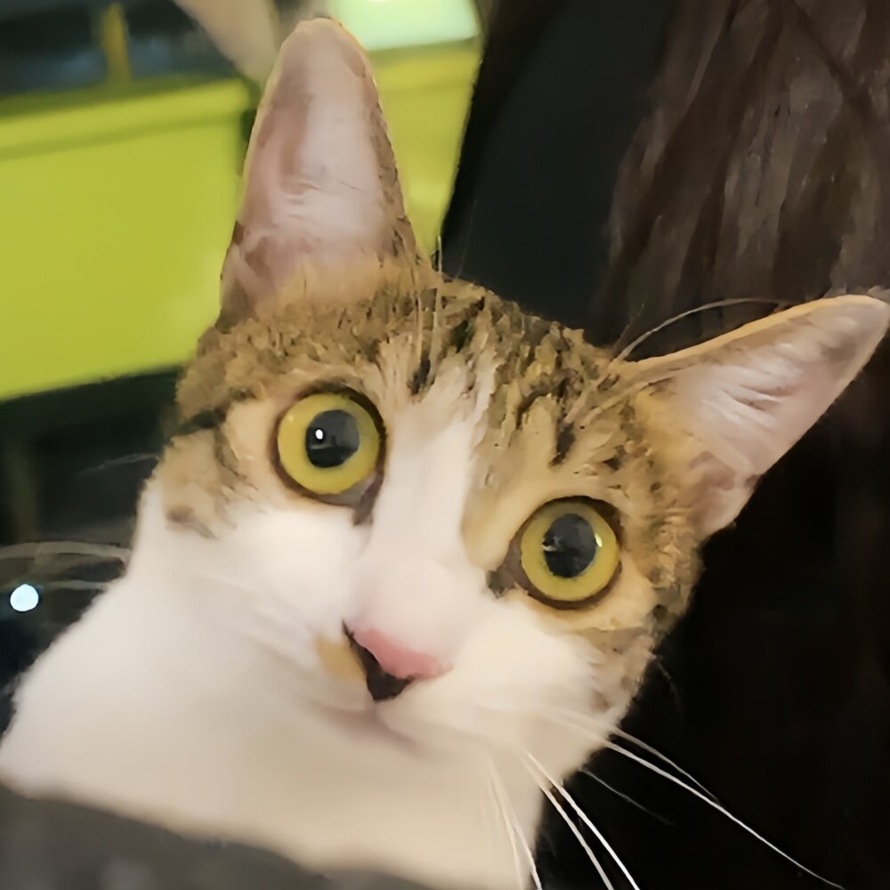 妙才是只猫