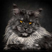 Competition grade Maine Coon giant cat smoke gray pure black red tiger silver tiger blue smoke Kemer color Maine Coon live large pet cat