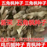 Пентагональные семена семян семян