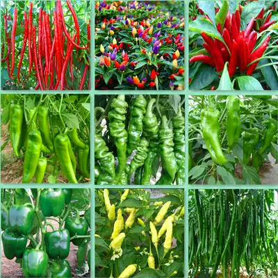 Vegetable seedlings Tomato seedlings Tomato seedlings Saint tomatoes cucumber eggplant pepper seedlings four seasons balcony potted seeds vegetable seedlings