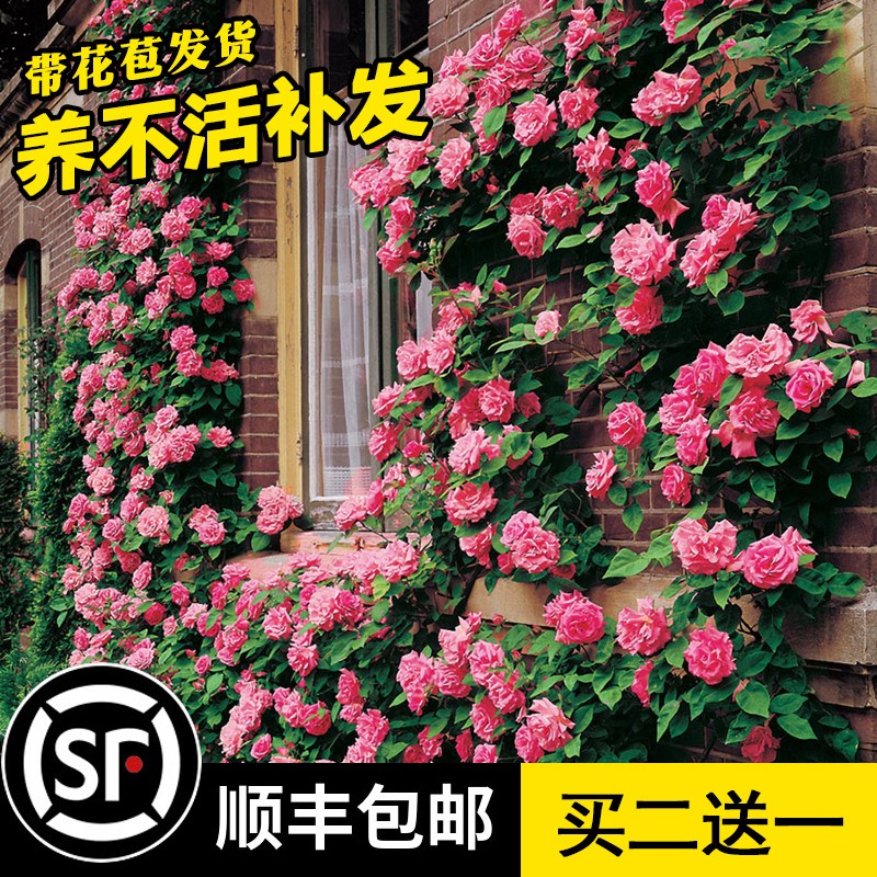 Fujimoto rose seedlings large flower fragrance garden climbing vine plant potted balcony four seasons flowering roses