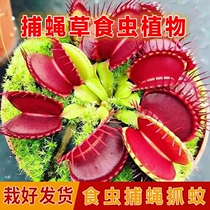 Fly herbivore plant plant plant plant crop crop large mouth