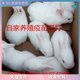 White trumpet feeding pet rabbit tzi live small domestic small animal cub lively meat rabbit live animal Xiaobai