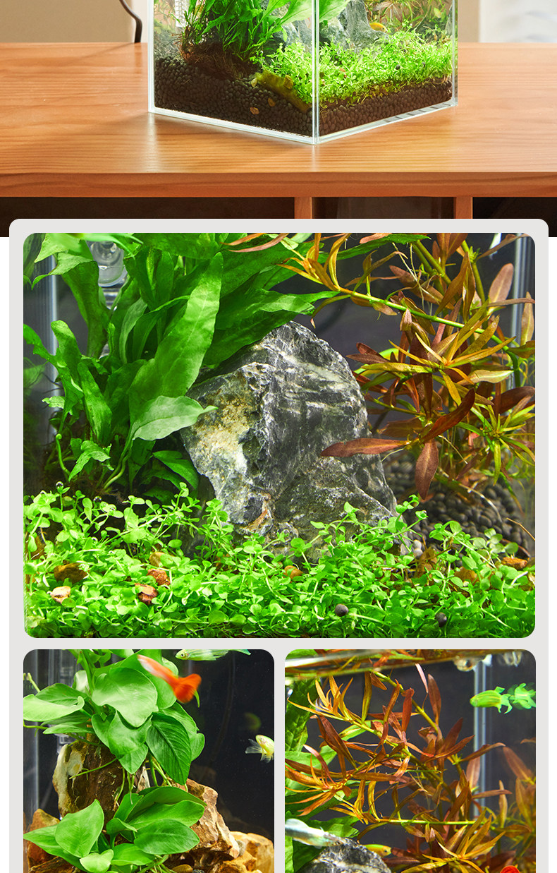 MINI Ecological Fish Tank Setup - Tropical Aquatic Shop