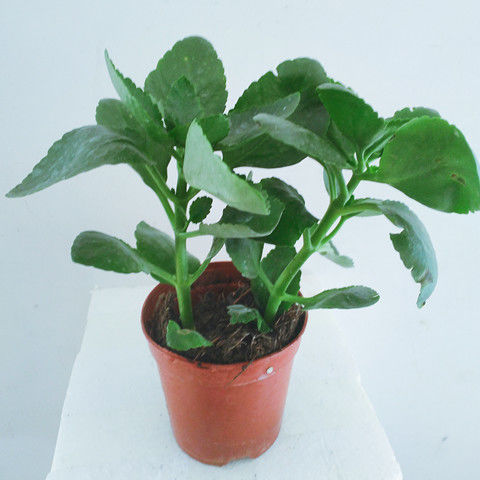 Heavy-petal longevity flower potted plants Four seasons open flowers with flower buds living-room Balcony Courtyard good raising flowers Green plants Potted plants